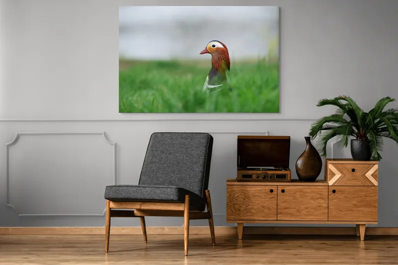 Tablou Canvas, "Rață mandarin printre firele de iarbă", Mandarin, Rațe, Plină, Culoare, Verdeață, Apă, Tranquilitate, Elegant, Natură, 150 x 100 cm – poza 8