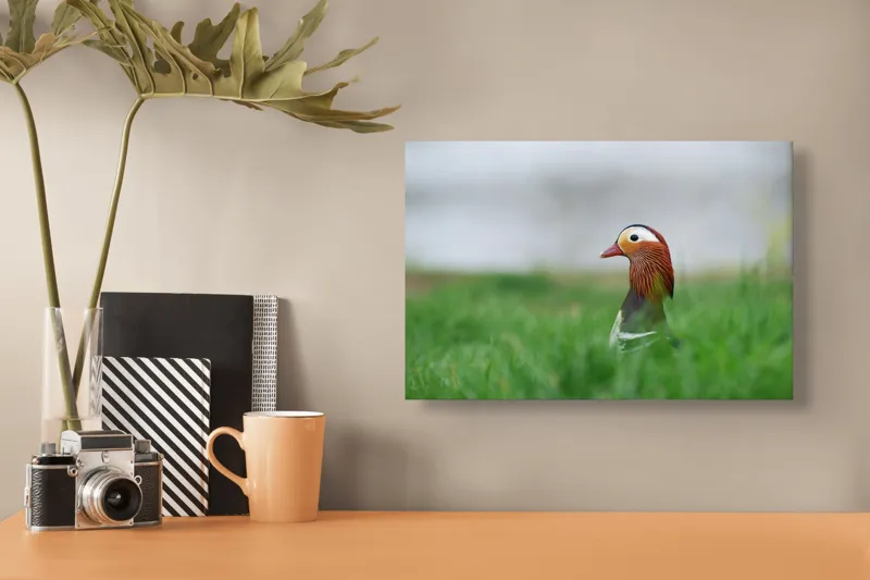Tablou Canvas, "Rață mandarin printre firele de iarbă", Mandarin, Rațe, Plină, Culoare, Verdeață, Apă, Tranquilitate, Elegant, Natură, 39 x 26 cm – poza 3