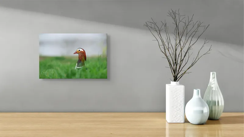 Tablou Canvas, "Rață mandarin printre firele de iarbă", Mandarin, Rațe, Plină, Culoare, Verdeață, Apă, Tranquilitate, Elegant, Natură, 39 x 26 cm – poza 8