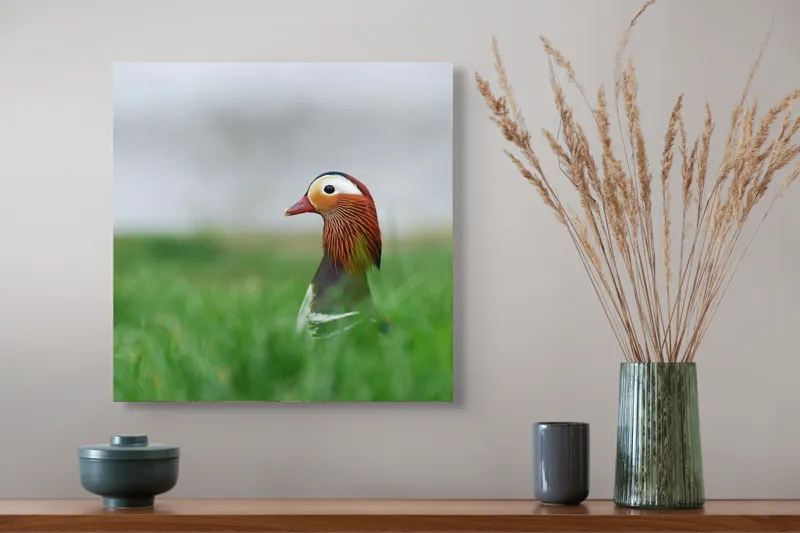Tablou Canvas, "Rață mandarin printre firele de iarbă", Mandarin, Rațe, Plină, Culoare, Verdeață, Apă, Tranquilitate, Elegant, Natură, 50 x 50 cm – poza 4
