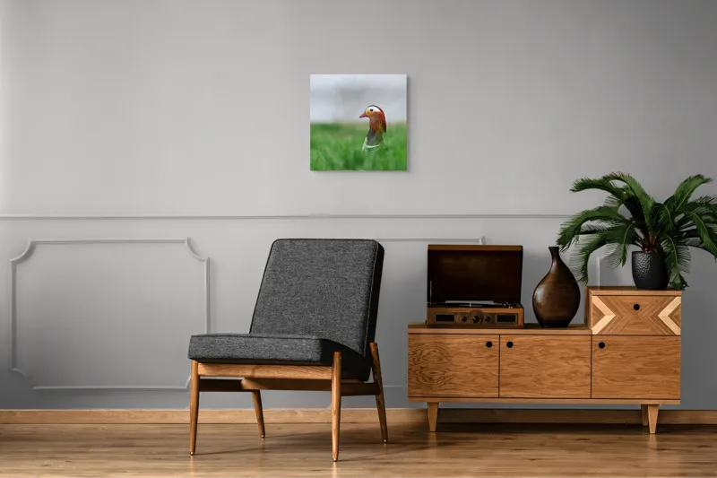 Tablou Canvas, "Rață mandarin printre firele de iarbă", Mandarin, Rațe, Plină, Culoare, Verdeață, Apă, Tranquilitate, Elegant, Natură, 50 x 50 cm – poza 6