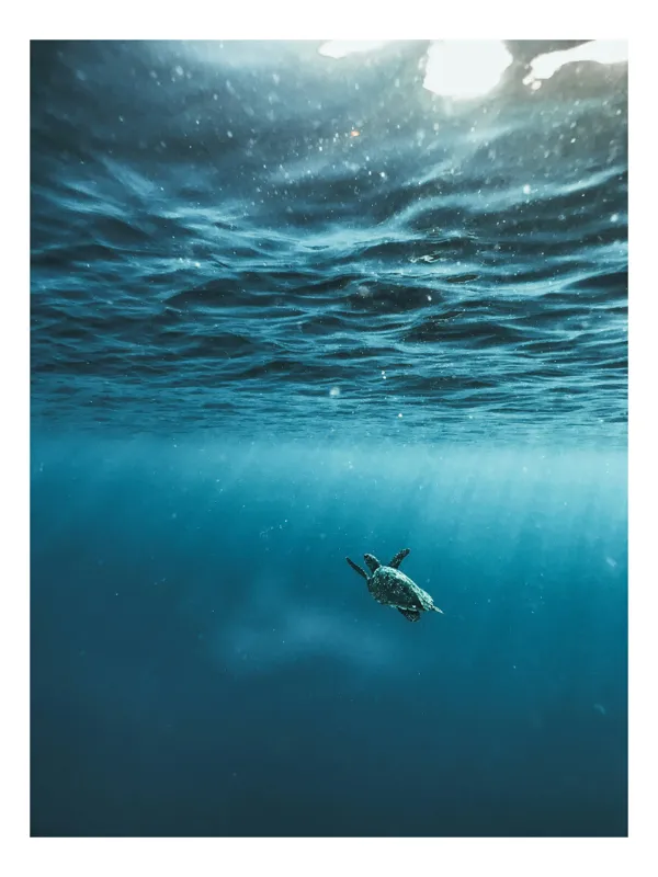 Tablou Canvas, "Țestoasa călătoare în oceanul albastru", Ocean, Lumină, Țestoasă, Solitudine, Adâncime, 39 x 54 cm
