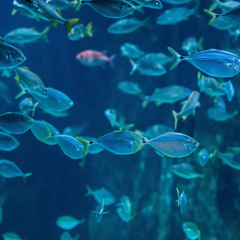 Tablou Canvas, "Dansul albastru al peștilor oceanici", Pești, Albastru, Ocean, Mișcare, Agilitate, Lumină, Reflexie, 50 x 50 cm – poza 2