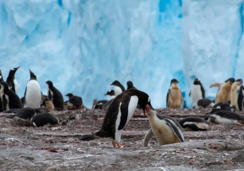 Tablou Canvas, "Pinguinii și îmbrățișările ghetarilor antarctici", Pinguini, Gheață, Comunitate, Pui, Natură, Peisaj, Antarctica, Interacțiune, Familie, Aripioare, Stânci, Creștere, 100 x 70 cm – poza 2