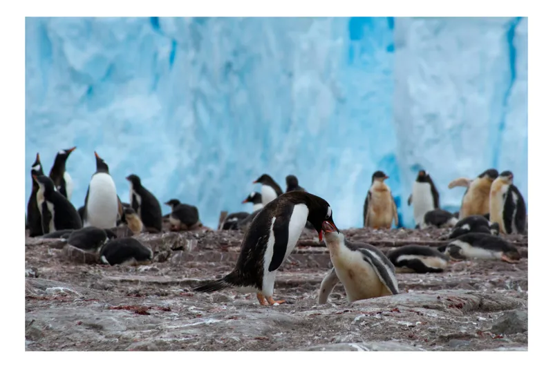 Tablou Canvas, "Pinguinii și îmbrățișările ghetarilor antarctici", Pinguini, Gheață, Comunitate, Pui, Natură, Peisaj, Antarctica, Interacțiune, Familie, Aripioare, Stânci, Creștere, 39 x 26 cm