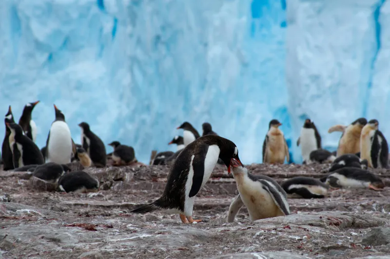 Tablou Canvas, "Pinguinii și îmbrățișările ghetarilor antarctici", Pinguini, Gheață, Comunitate, Pui, Natură, Peisaj, Antarctica, Interacțiune, Familie, Aripioare, Stânci, Creștere, 150 x 100 cm – poza 2