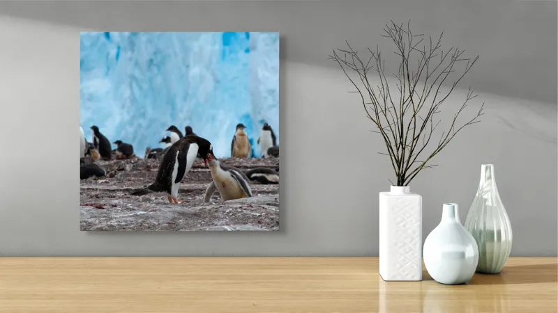 Tablou Canvas, "Pinguinii și îmbrățișările ghetarilor antarctici", Pinguini, Gheață, Comunitate, Pui, Natură, Peisaj, Antarctica, Interacțiune, Familie, Aripioare, Stânci, Creștere, 50 x 50 cm – poza 3