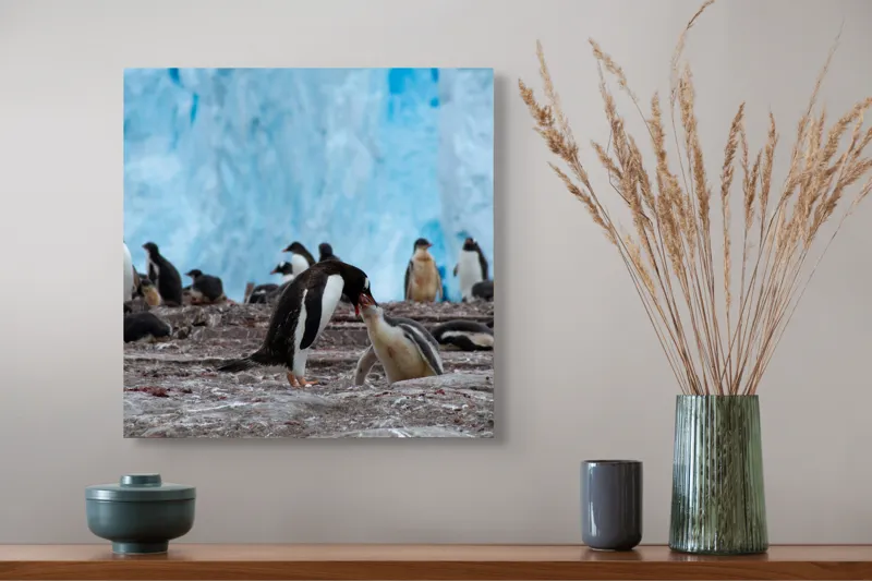 Tablou Canvas, "Pinguinii și îmbrățișările ghetarilor antarctici", Pinguini, Gheață, Comunitate, Pui, Natură, Peisaj, Antarctica, Interacțiune, Familie, Aripioare, Stânci, Creștere, 50 x 50 cm – poza 4