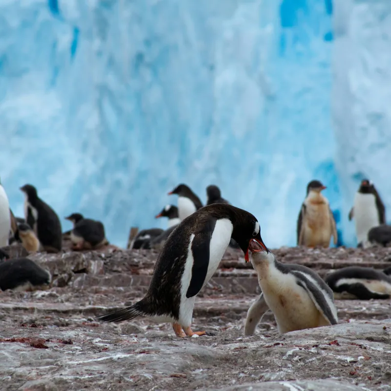 Tablou Canvas, "Pinguinii și îmbrățișările ghetarilor antarctici", Pinguini, Gheață, Comunitate, Pui, Natură, Peisaj, Antarctica, Interacțiune, Familie, Aripioare, Stânci, Creștere, 50 x 50 cm – poza 2
