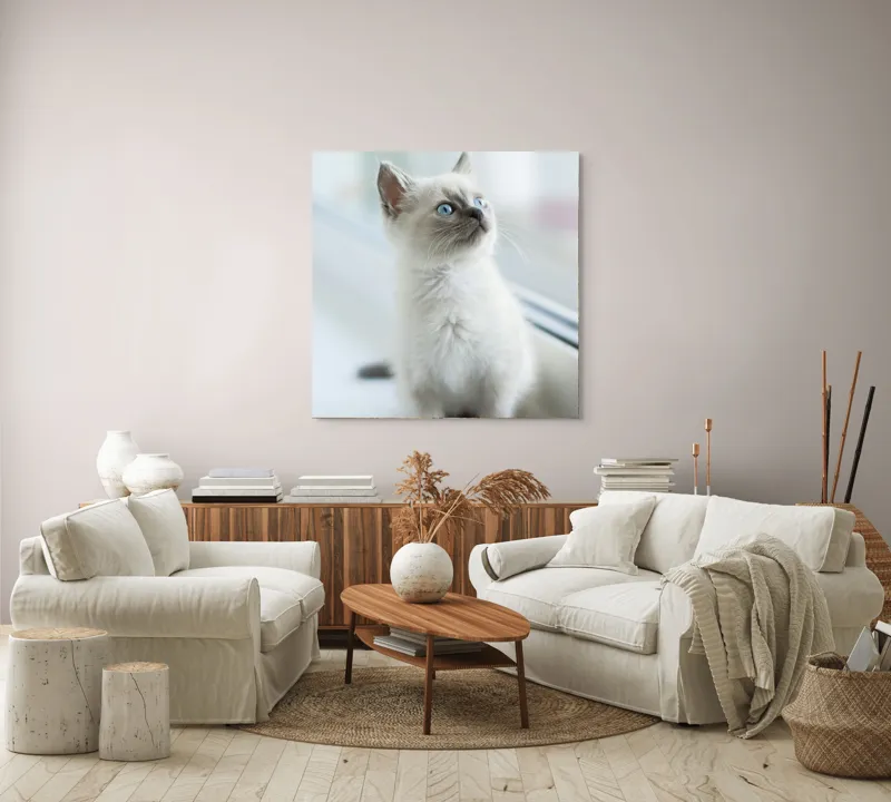 Tablou Canvas, "Pisoi curios la fereastra albă", Nu pot să identific persoana sau animalul din imagine, dar pot spune că este un pui de pisică cu blană deschisă la culoare și ochi albaștri, privind pe fereastră., 100 x 100 cm – poza 3