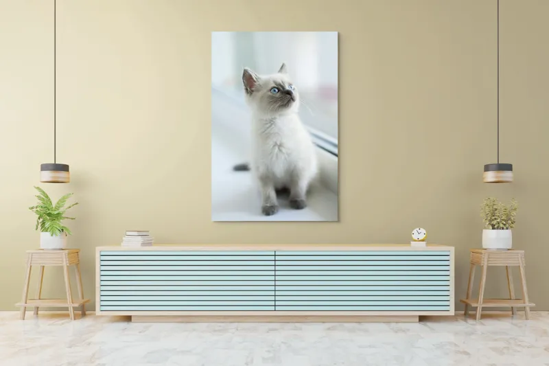 Tablou Canvas, "Pisoi curios la fereastra albă", 100 x 150 cm – poza 4
