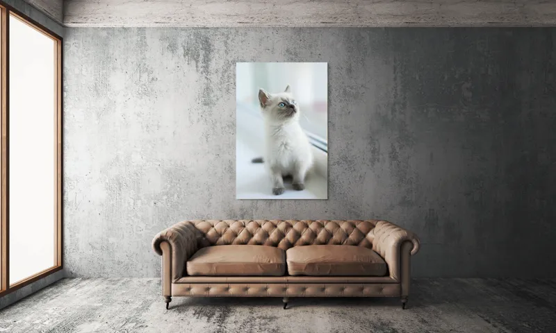 Tablou Canvas, "Pisoi curios la fereastra albă", 100 x 150 cm – poza 6