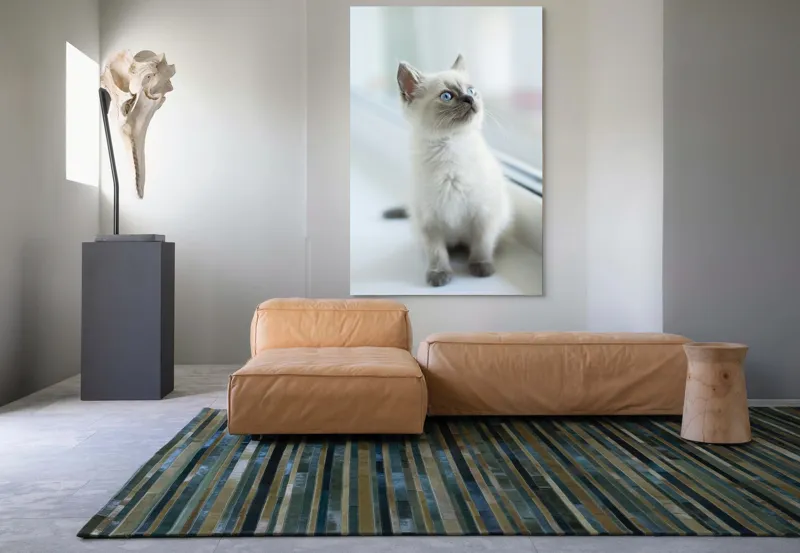 Tablou Canvas, "Pisoi curios la fereastra albă", 100 x 150 cm – poza 7