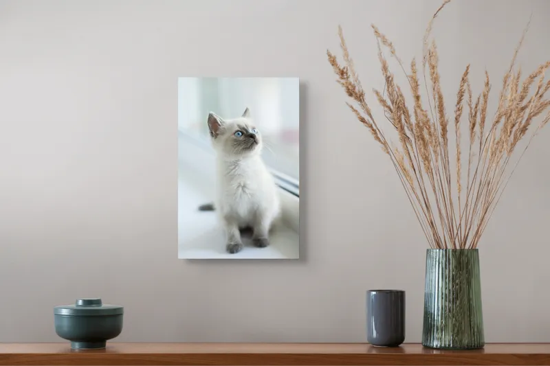 Tablou Canvas, "Pisoi curios la fereastra albă", 26 x 39 cm – poza 5