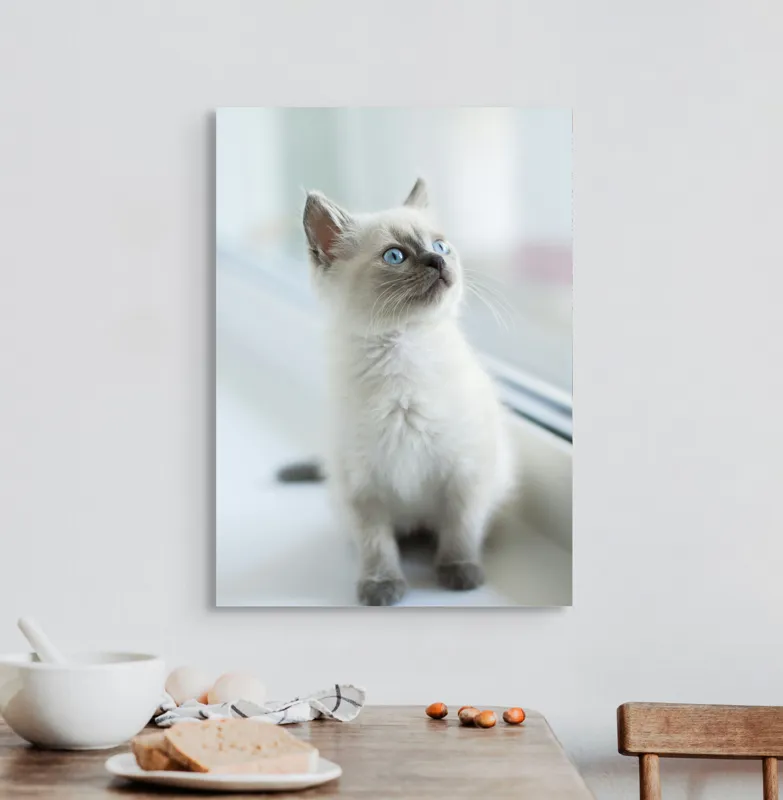 Tablou Canvas, "Pisoi curios la fereastra albă", 50 x 70 cm – poza 3