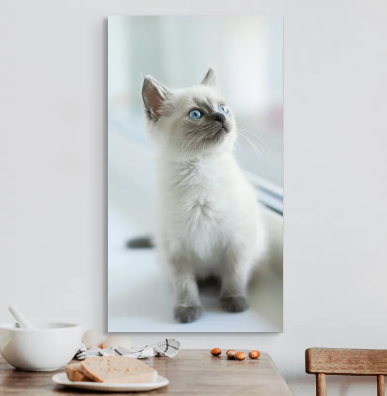 Tablou Canvas, "Pisoi curios la fereastra albă", 50 x 90 cm – poza 3