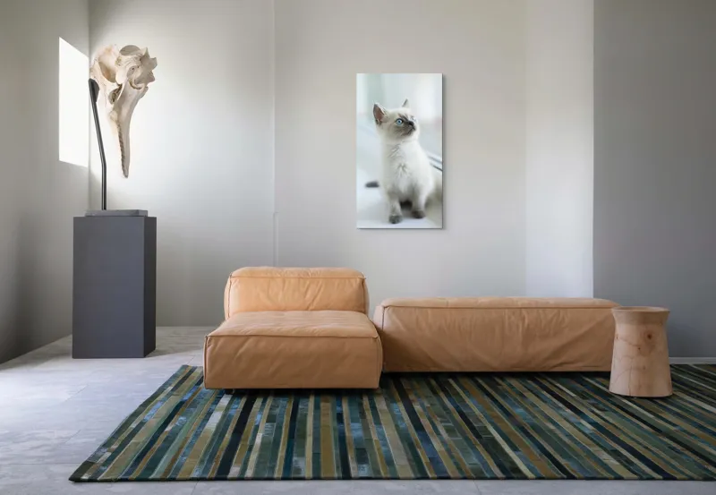 Tablou Canvas, "Pisoi curios la fereastra albă", 50 x 90 cm – poza 5