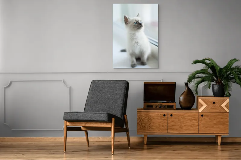 Tablou Canvas, "Pisoi curios la fereastra albă", 70 x 100 cm – poza 6