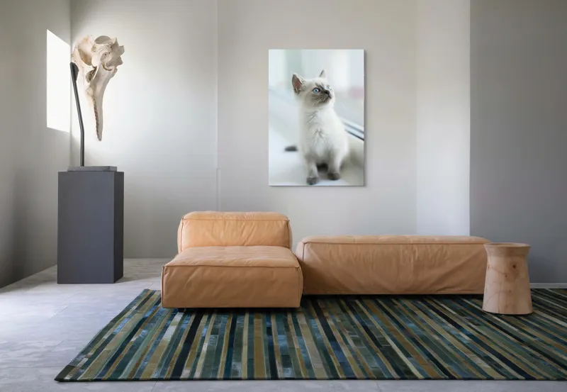 Tablou Canvas, "Pisoi curios la fereastra albă", 70 x 100 cm – poza 7