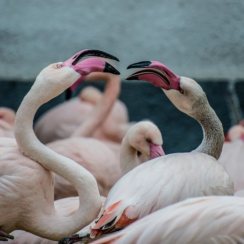 Tablou Canvas, "Flamingo în mijlocul conversației roz", Flamingo, Grație, Eleganță, Roz, Armonie, Natură, Dans, Serenitate, Frumusețe, 100 x 100 cm – poza 2