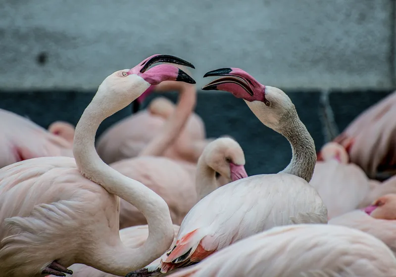 Tablou Canvas, "Flamingo în mijlocul conversației roz", Flamingo, Grație, Eleganță, Roz, Armonie, Natură, Dans, Serenitate, Frumusețe, 100 x 70 cm – poza 2