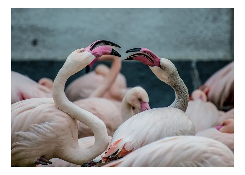 Tablou Canvas, "Flamingo în mijlocul conversației roz", Flamingo, Grație, Eleganță, Roz, Armonie, Natură, Dans, Serenitate, Frumusețe, 39 x 26 cm