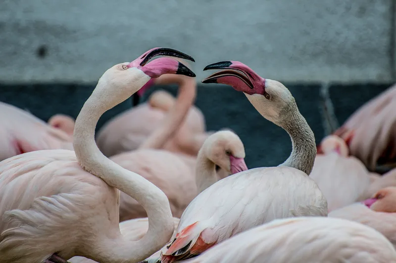 Tablou Canvas, "Flamingo în mijlocul conversației roz", Flamingo, Grație, Eleganță, Roz, Armonie, Natură, Dans, Serenitate, Frumusețe, 150 x 100 cm – poza 2