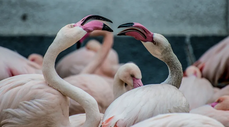Tablou Canvas, "Flamingo în mijlocul conversației roz", Flamingo, Grație, Eleganță, Roz, Armonie, Natură, Dans, Serenitate, Frumusețe, 90 x 50 cm – poza 2