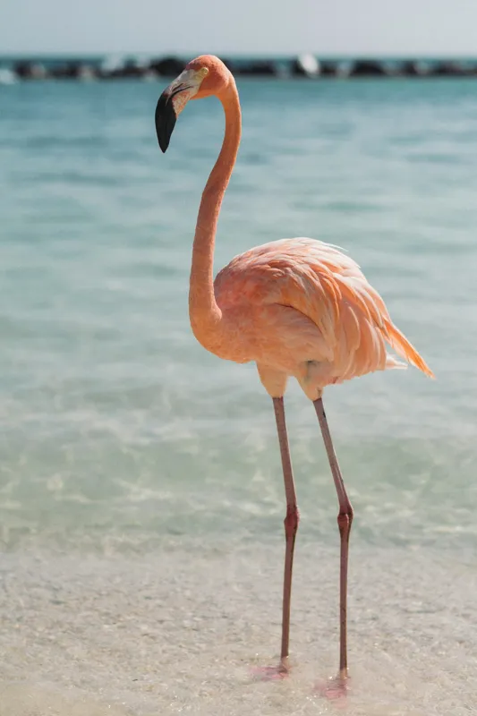 Tablou Canvas, "Flamingo elegant pe malul mării", Flamingo, Plajă, Apă, Cer, Nisip, Eleganță, Tranquilitate, Roz, Natură, 100 x 150 cm – poza 2