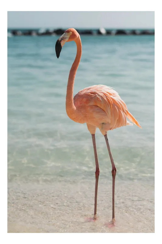 Tablou Canvas, "Flamingo elegant pe malul mării", Flamingo, Plajă, Apă, Cer, Nisip, Eleganță, Tranquilitate, Roz, Natură, 50 x 70 cm