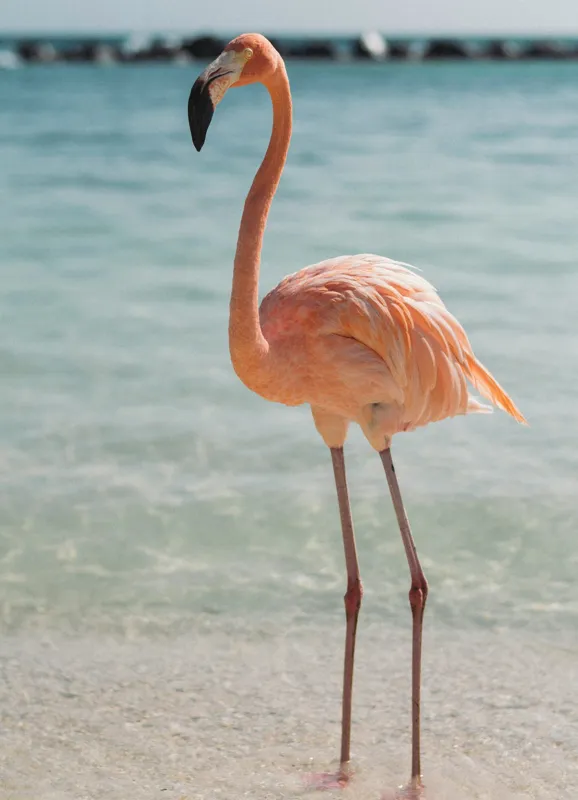 Tablou Canvas, "Flamingo elegant pe malul mării", Flamingo, Plajă, Apă, Cer, Nisip, Eleganță, Tranquilitate, Roz, Natură, 39 x 54 cm – poza 2