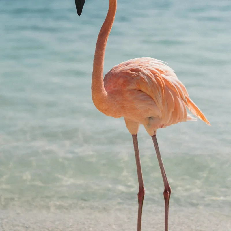 Tablou Canvas, "Flamingo elegant pe malul mării", Flamingo, Plajă, Apă, Cer, Nisip, Eleganță, Tranquilitate, Roz, Natură, 50 x 50 cm – poza 2