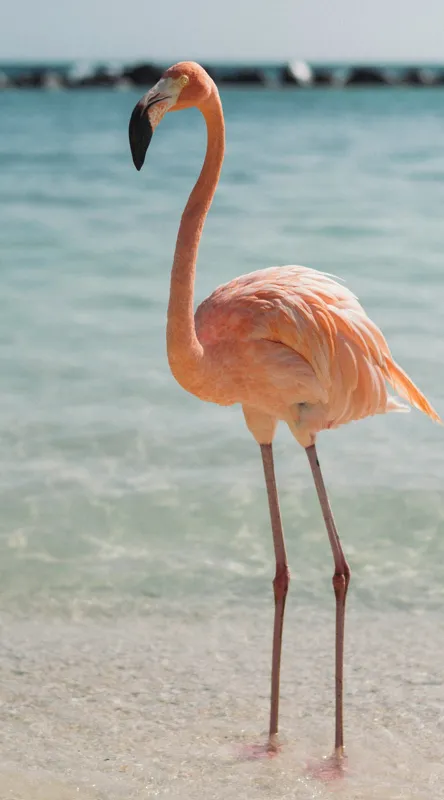 Tablou Canvas, "Flamingo elegant pe malul mării", Flamingo, Plajă, Apă, Cer, Nisip, Eleganță, Tranquilitate, Roz, Natură, 50 x 90 cm – poza 2
