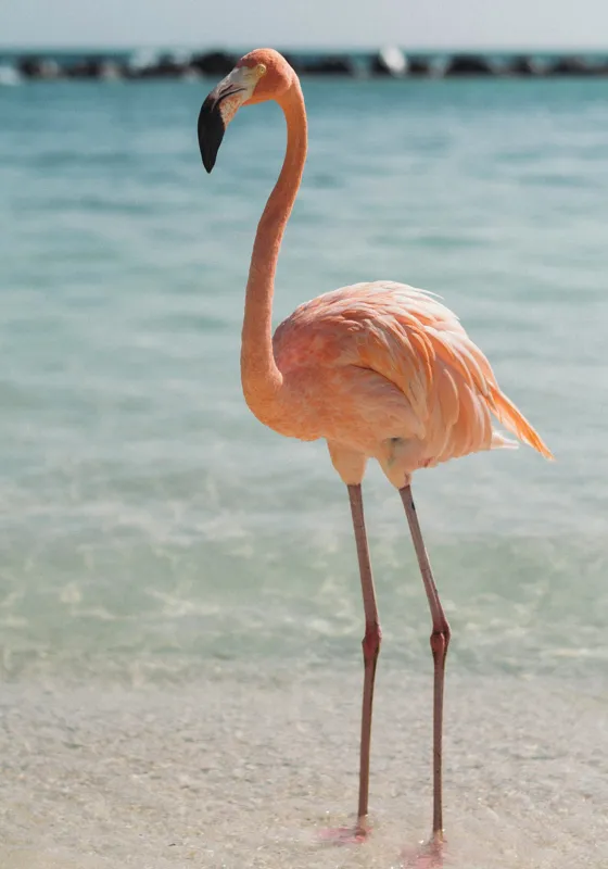 Tablou Canvas, "Flamingo elegant pe malul mării", Flamingo, Plajă, Apă, Cer, Nisip, Eleganță, Tranquilitate, Roz, Natură, 70 x 100 cm – poza 2