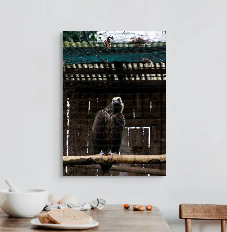 Tablou Canvas, "Vulturul veghează din colivie", Vultur, Construcție, Cușcă, Plasă, Lemn, Ramură, Umbră, Pană, Privire, 50 x 70 cm – poza 3