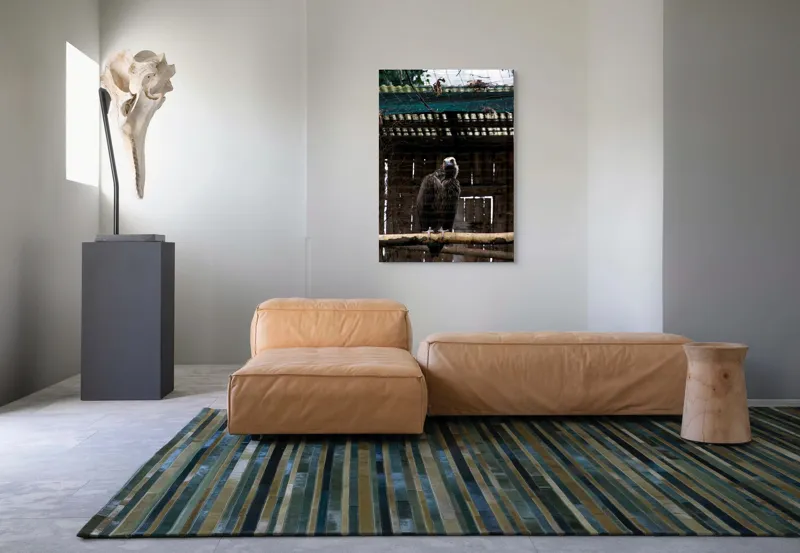 Tablou Canvas, "Vulturul veghează din colivie", Vultur, Construcție, Cușcă, Plasă, Lemn, Ramură, Umbră, Pană, Privire, 70 x 100 cm – poza 7