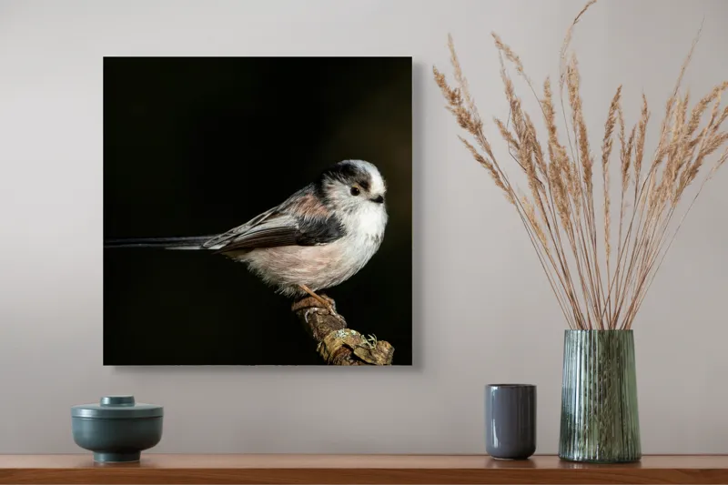Tablou Canvas, "Mică pasăre pe o creangă uscată", Pene, Pasăre, Ramură, Întuneric, Delicat, Natură, Zbor, Contrast, Liniște, Fragilitate, 50 x 50 cm – poza 4