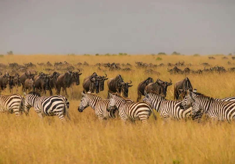 Tablou Canvas, "Migrația turmelor prin savană africană", Zebre, Gnu, Savana, Iarbă, Cer, Migrație, Turmă, Peisaj, Natură, Sălbatic., 100 x 70 cm – poza 2