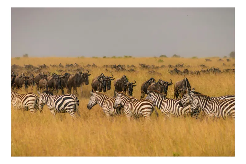 Tablou Canvas, "Migrația turmelor prin savană africană", Zebre, Gnu, Savana, Iarbă, Cer, Migrație, Turmă, Peisaj, Natură, Sălbatic., 90 x 50 cm