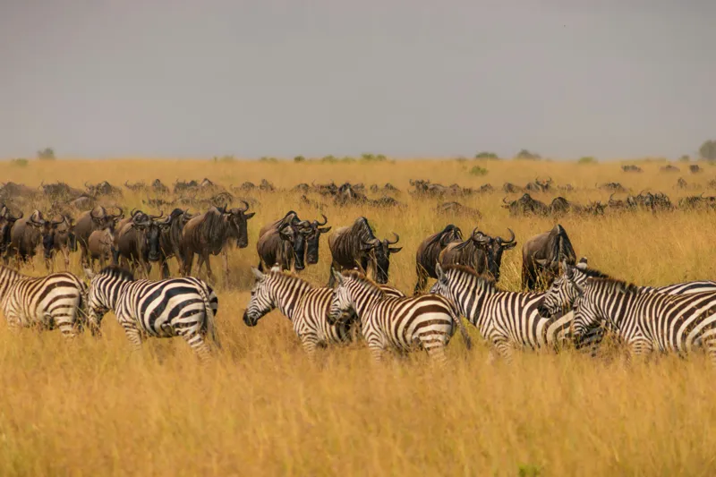 Tablou Canvas, "Migrația turmelor prin savană africană", Zebre, Gnu, Savana, Iarbă, Cer, Migrație, Turmă, Peisaj, Natură, Sălbatic., 150 x 100 cm – poza 2