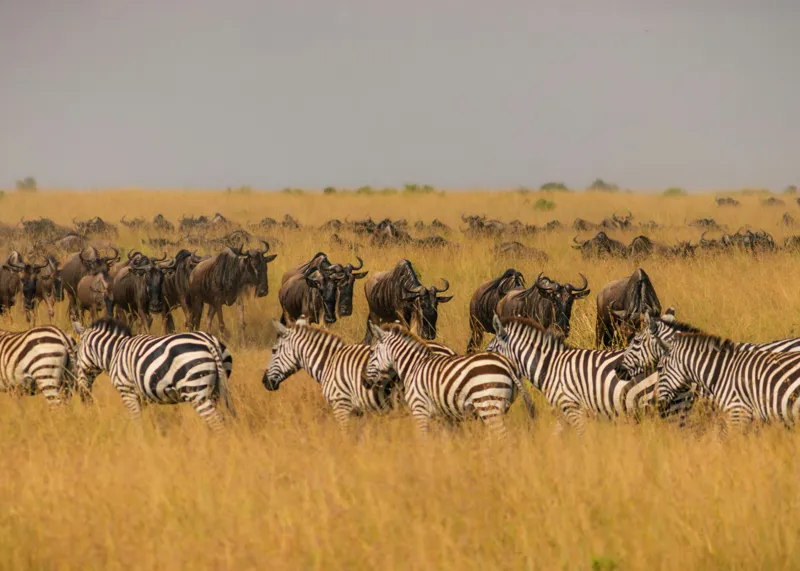 Tablou Canvas, "Migrația turmelor prin savană africană", Zebre, Gnu, Savana, Iarbă, Cer, Migrație, Turmă, Peisaj, Natură, Sălbatic., 70 x 50 cm – poza 2