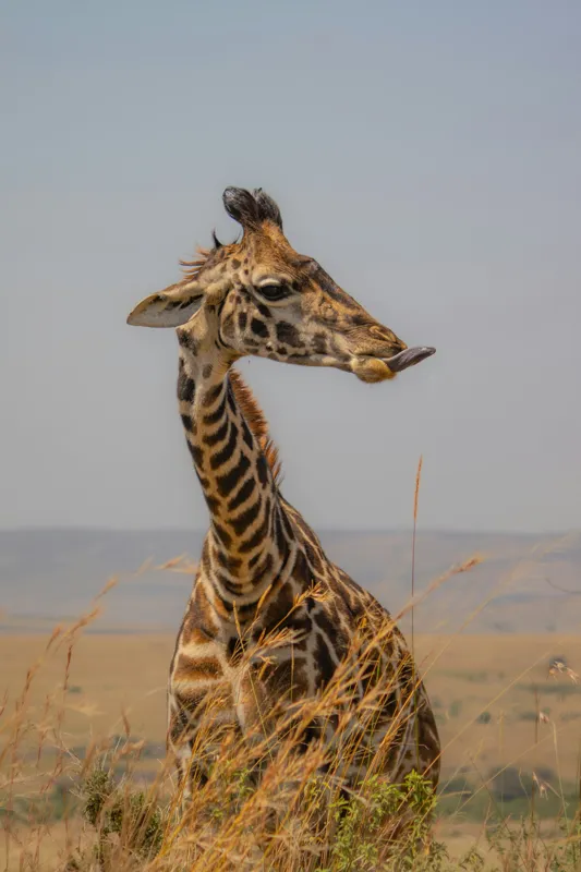Tablou Canvas, "Ghepardul în splendoarea savanei africane", Girafă, Peisaj, Savannah, Gât Lung, Cer Albastru, Iarbă, Natură, Faună, 100 x 150 cm – poza 2