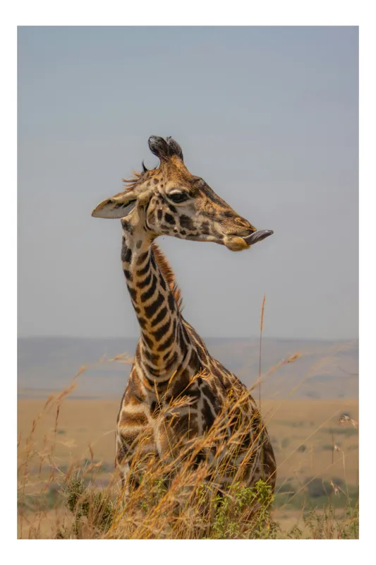 Tablou Canvas, "Ghepardul în splendoarea savanei africane", Girafă, Peisaj, Savannah, Gât Lung, Cer Albastru, Iarbă, Natură, Faună, 26 x 39 cm