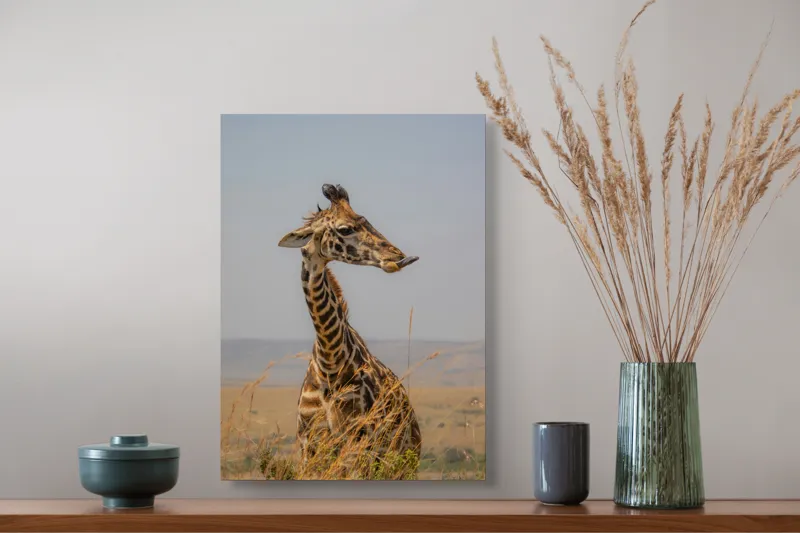 Tablou Canvas, "Ghepardul în splendoarea savanei africane", Girafă, Peisaj, Savannah, Gât Lung, Cer Albastru, Iarbă, Natură, Faună, 39 x 54 cm – poza 3