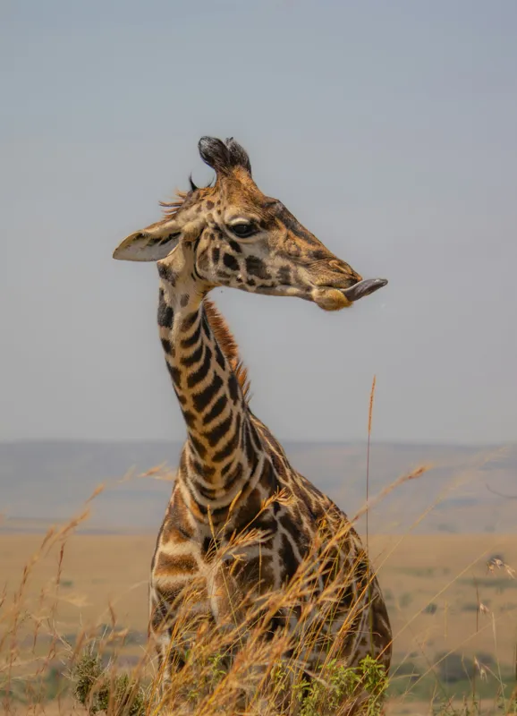 Tablou Canvas, "Ghepardul în splendoarea savanei africane", Girafă, Peisaj, Savannah, Gât Lung, Cer Albastru, Iarbă, Natură, Faună, 39 x 54 cm – poza 2