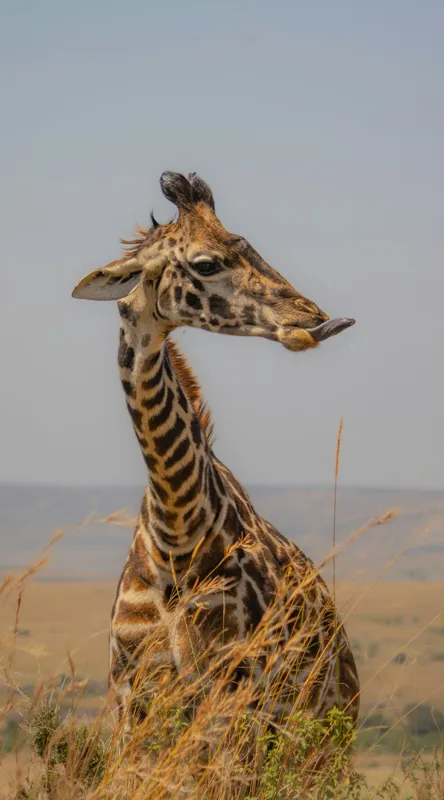 Tablou Canvas, "Ghepardul în splendoarea savanei africane", Girafă, Peisaj, Savannah, Gât Lung, Cer Albastru, Iarbă, Natură, Faună, 50 x 90 cm – poza 2