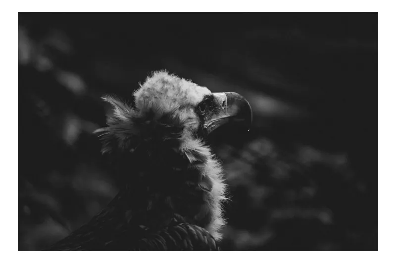 Tablou Canvas, "Vulturul în umbra tăcerii negre", Majestic, Solitary, Noble, Mysterious, Regal, 70 x 50 cm