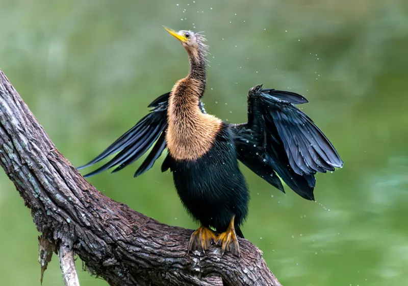 Tablou Canvas, "Cormoranul scuturându-se după ploaie", Pasăre, Aripi, Apă, Trunchi, Verde, Penaj, Textură, Natură., 100 x 70 cm – poza 2