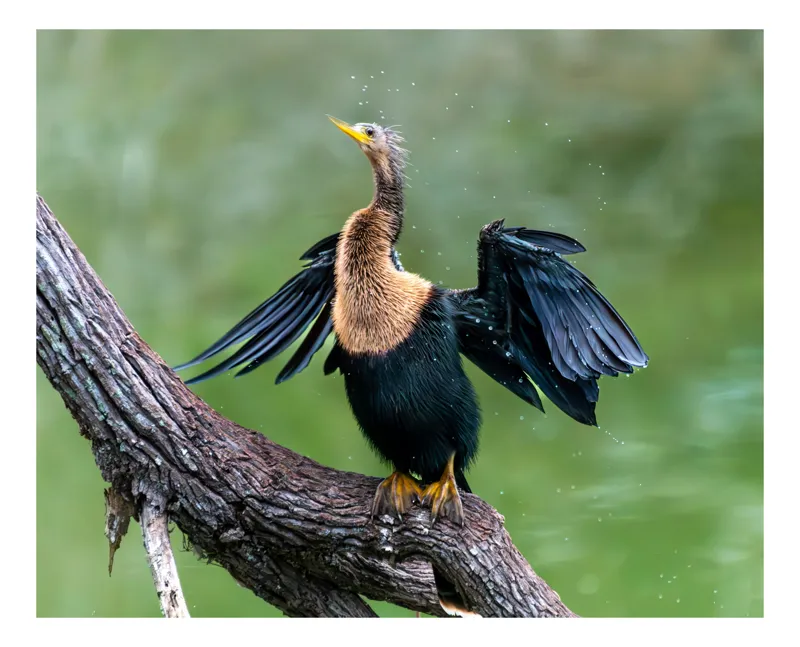 Tablou Canvas, "Cormoranul scuturându-se după ploaie", Pasăre, Aripi, Apă, Trunchi, Verde, Penaj, Textură, Natură., 90 x 50 cm