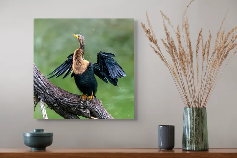 Tablou Canvas, "Cormoranul scuturându-se după ploaie", Pasăre, Aripi, Apă, Trunchi, Verde, Penaj, Textură, Natură., 50 x 50 cm – poza 4